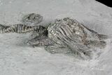 Crinoid (Platycrinites) Fossil - Crawfordsville, Indiana #92759-2